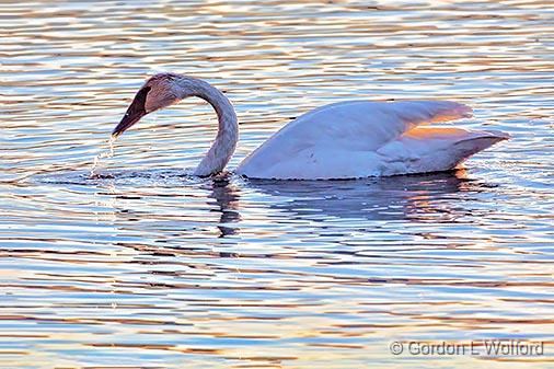 Swan At Sunset_28799.jpg - Trumpeter Swan (Cygnus buccinator) photographed at sunrise along the Rideau Canal Waterway in Kilmarnock, Ontario, Canada.